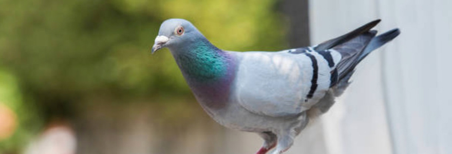 débarrasser des pigeons d'un balcon